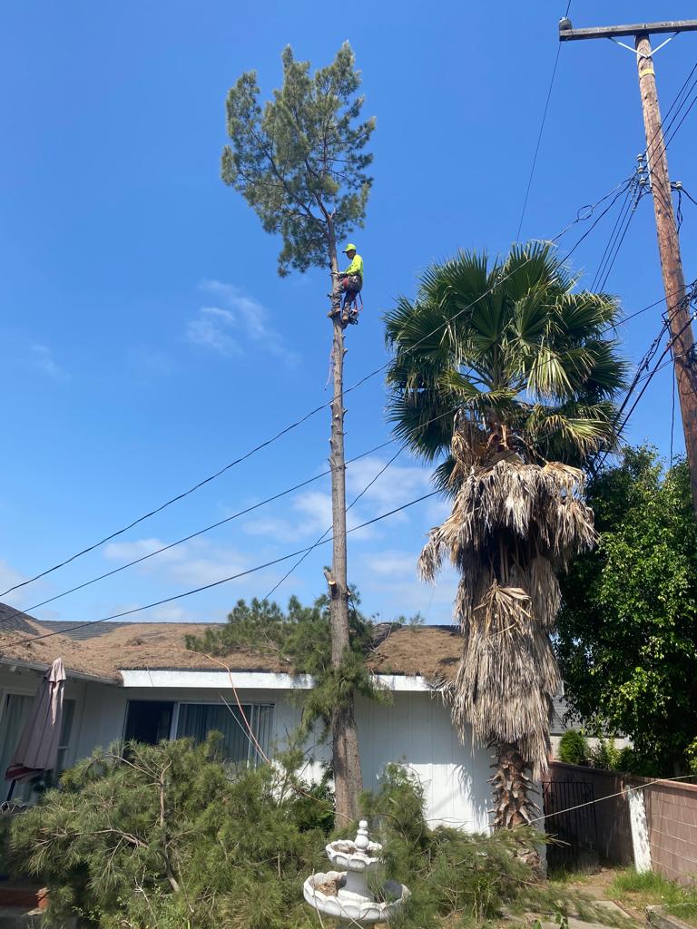 Joaquin Tree Services Image